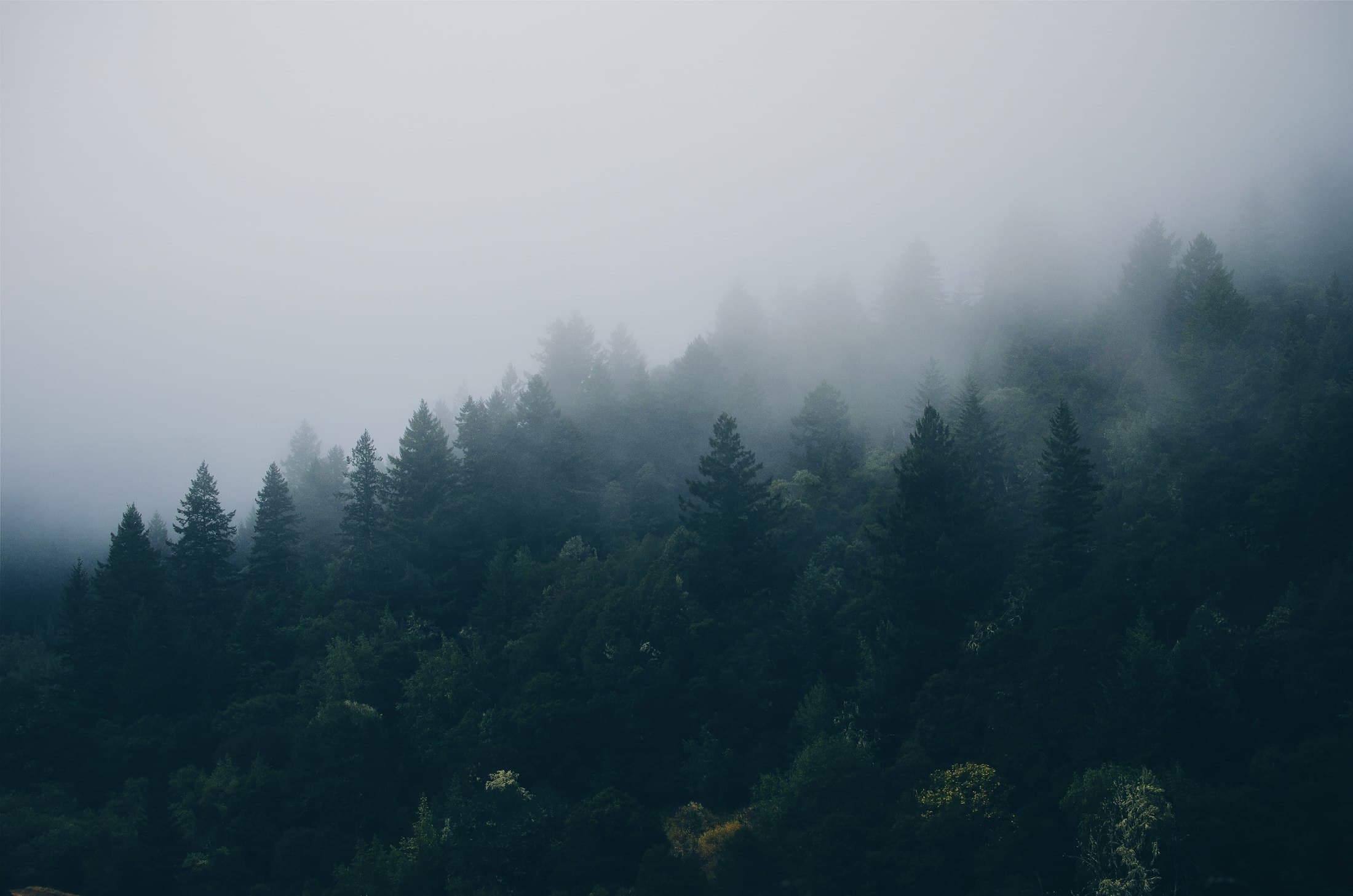 Forested hills covered in fog